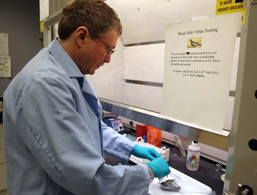 Steve Schutz prepares to test a dead bird for the presence of West Nile virus; image taken in 2014.