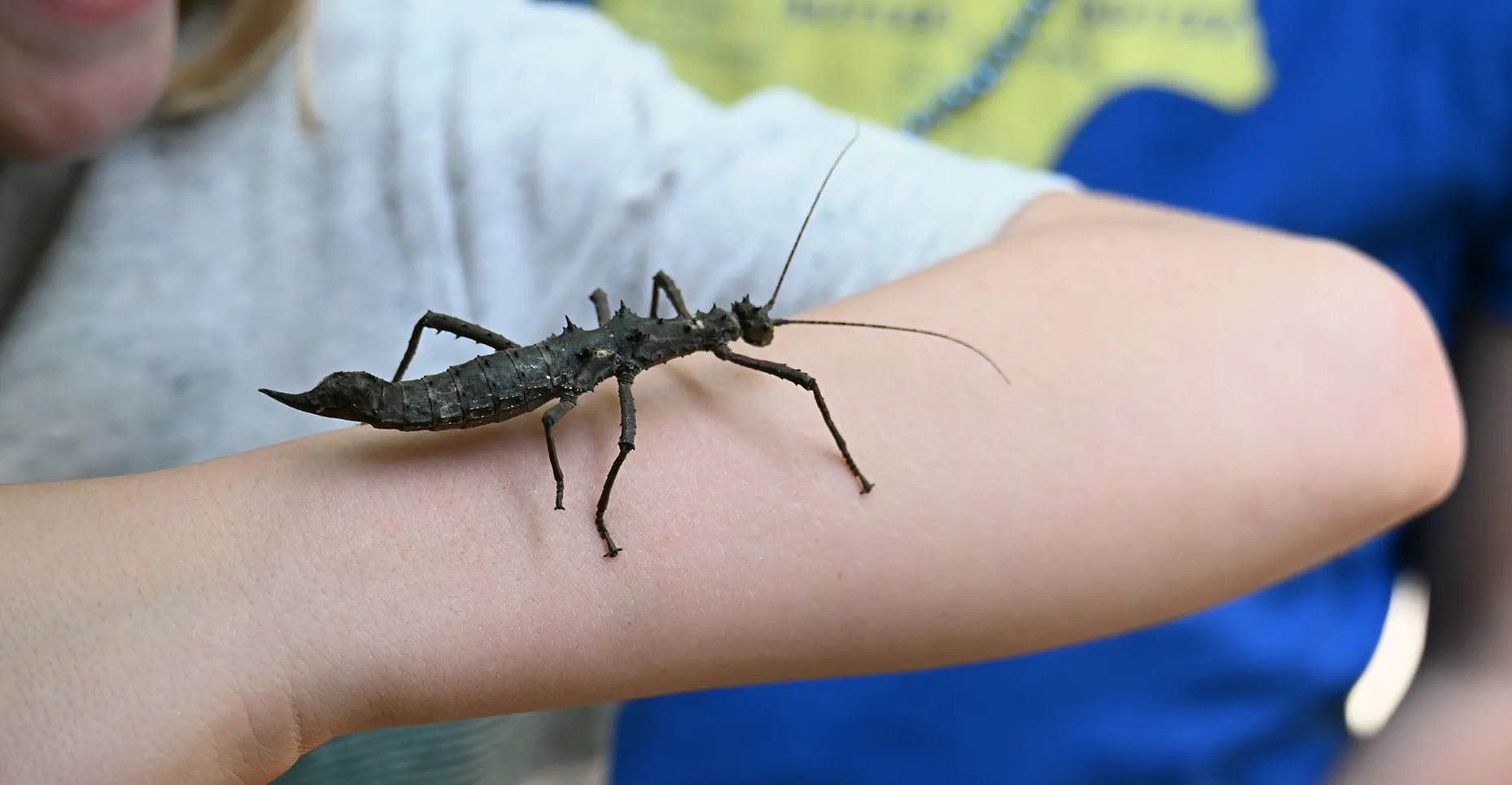 A stick insect, aka walking stick, crawls up an arm at UC Davis Picnic Day.
