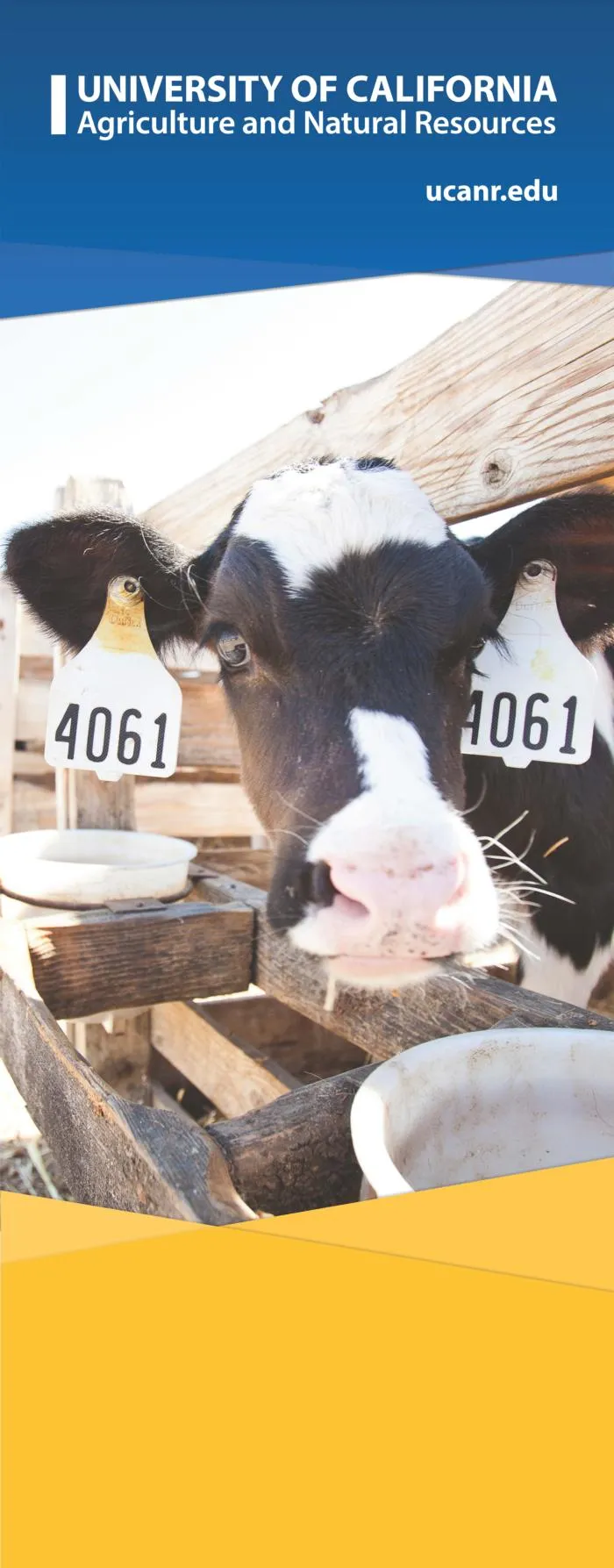 2 cows with ear tags