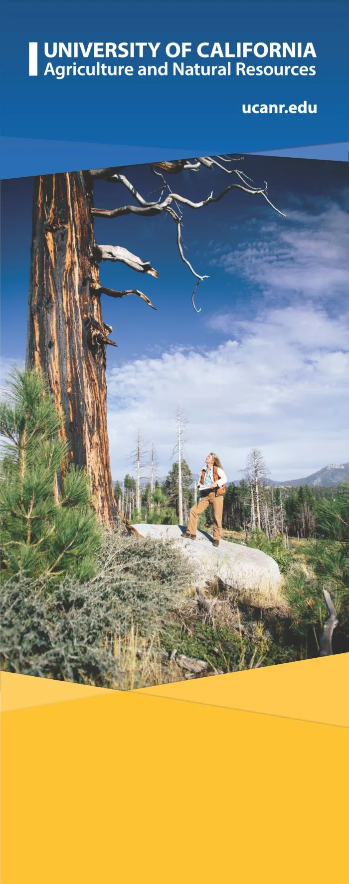 Woman posed on a rock looking upwards towards a tree.