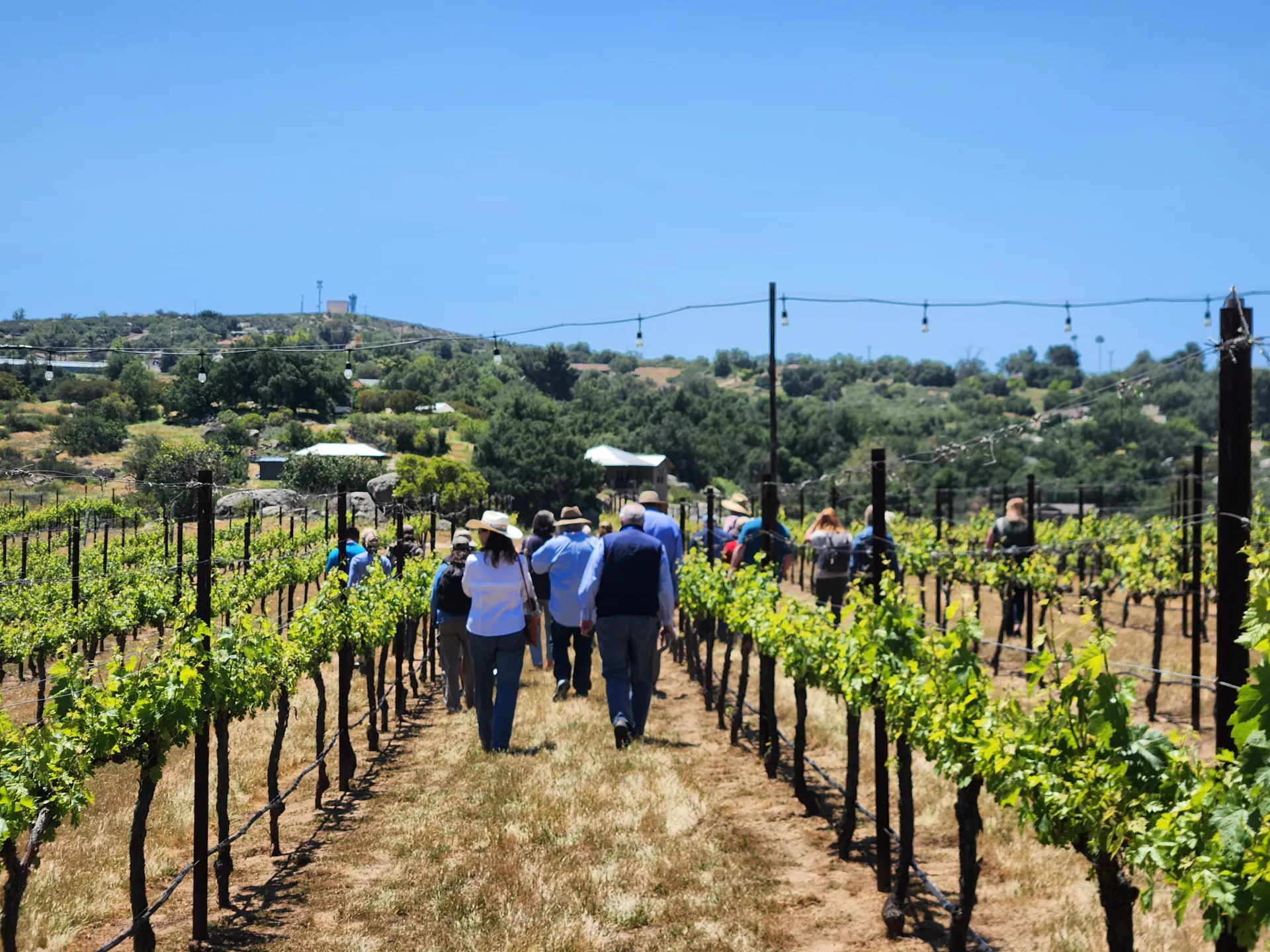 People walk through a vineyard
