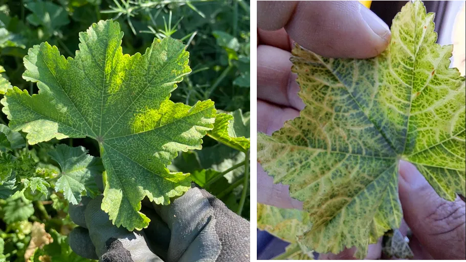 Two malva leaves showing bright yellow chlorotic veins characteristic of malva vein clearning virus