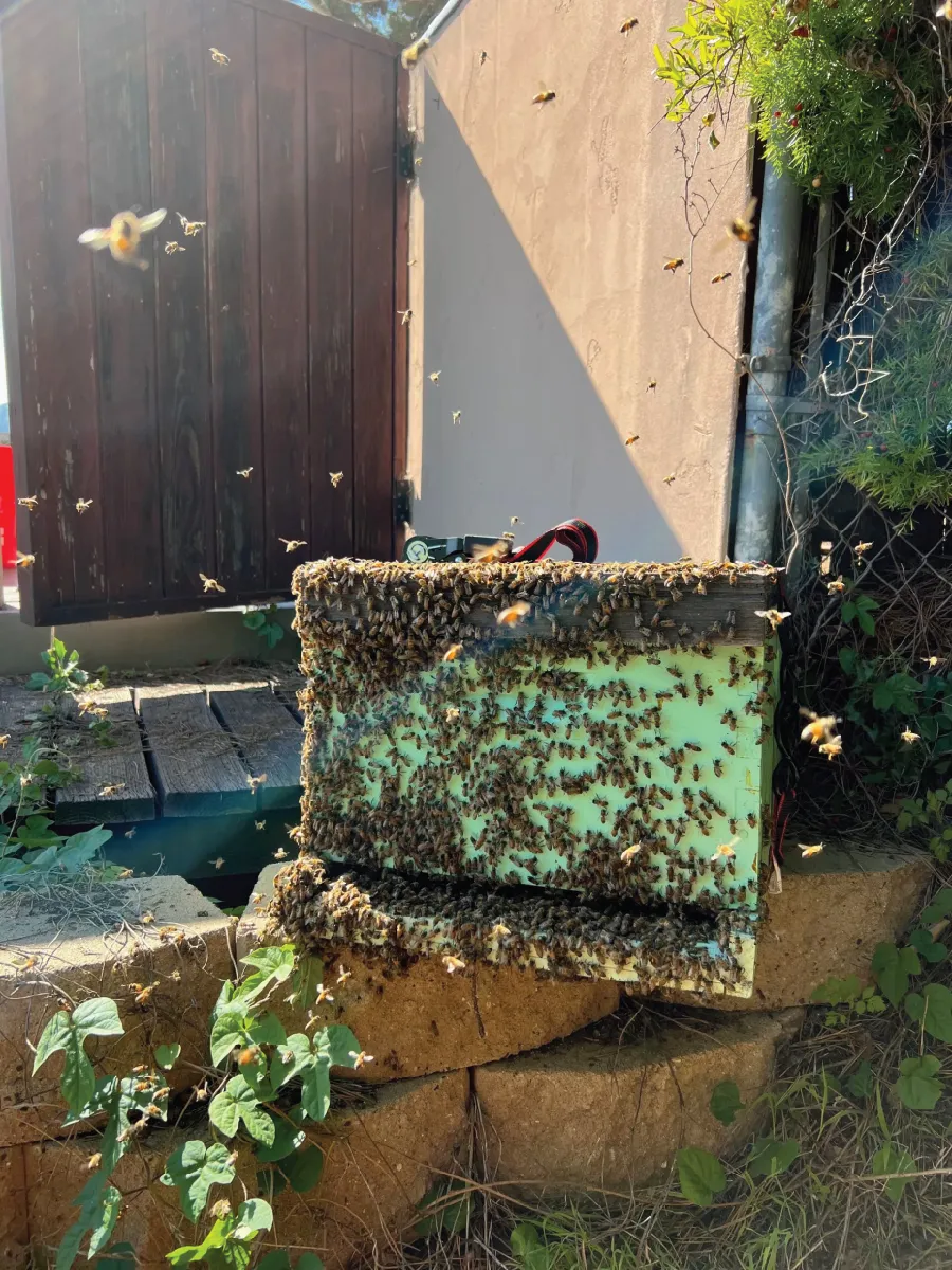 A beehive vertical tray is covered in bees, with many more bees flying around it outdoors near a wooden gate, a tan stucco wall, and a chain link fence with vining plants growing along it. In the foreground is lawn and retaining wall bricks.
