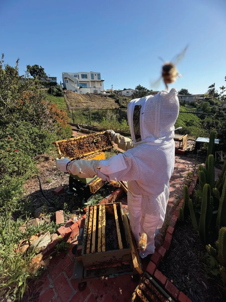 A beekeeper amongst a garden in a white protective suit holds a frame of honeycomb while a bee flies in front of the camera. In the background, a modern house sits on a hill overlooking an area with cacti and trees.
