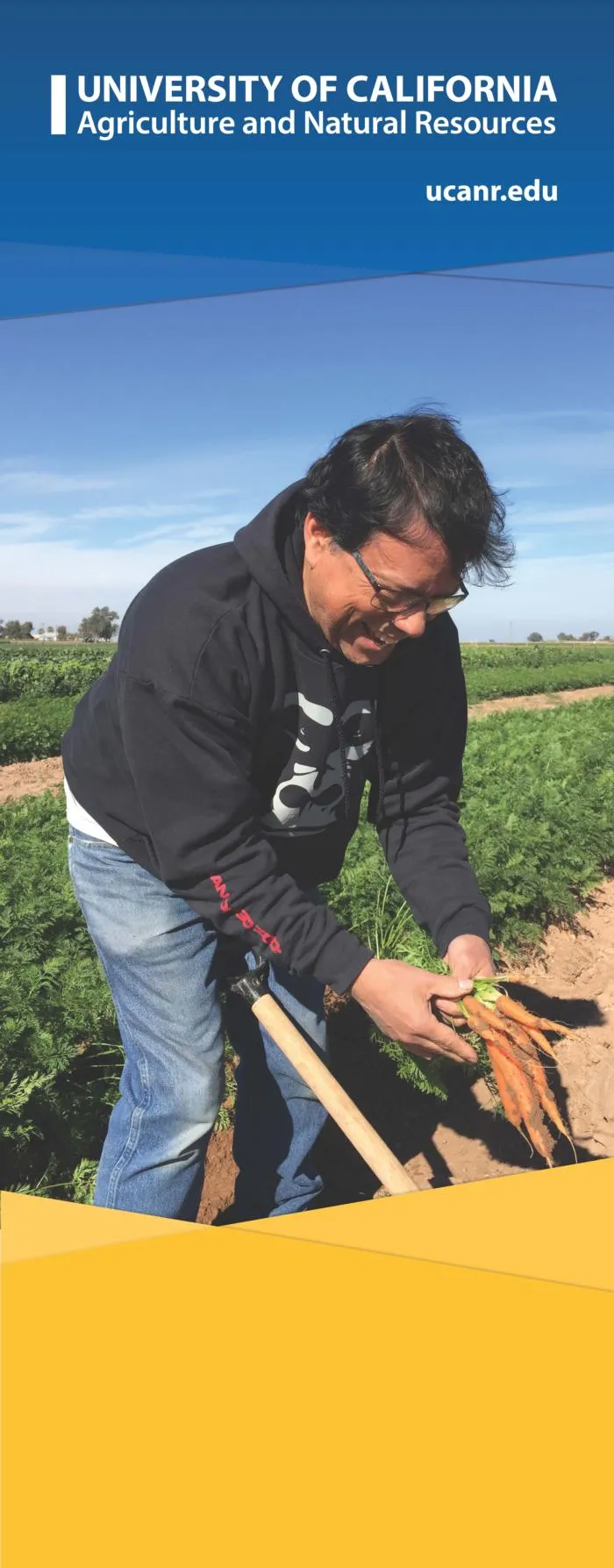Man holding carrots in field