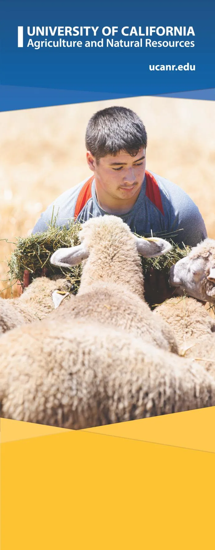 Man surrounded by sheep