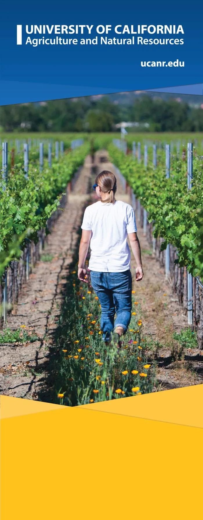 woman standing in vinyard rows