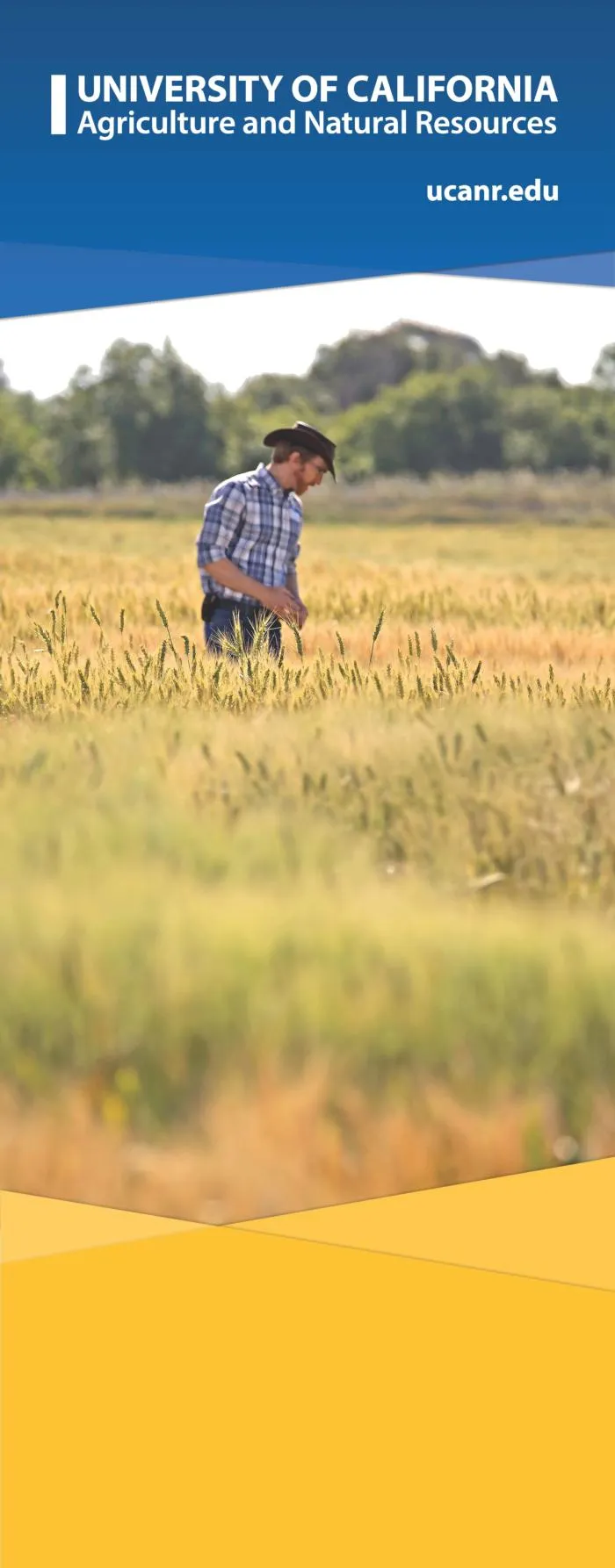 field of wheat with person in it