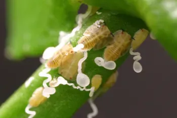 asian citrus disease
