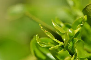 asian citrus disease