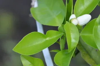asian citrus disease