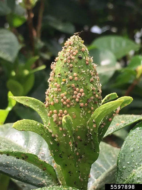 aphids live and mummified on gardenia bud with parasitoid wasp