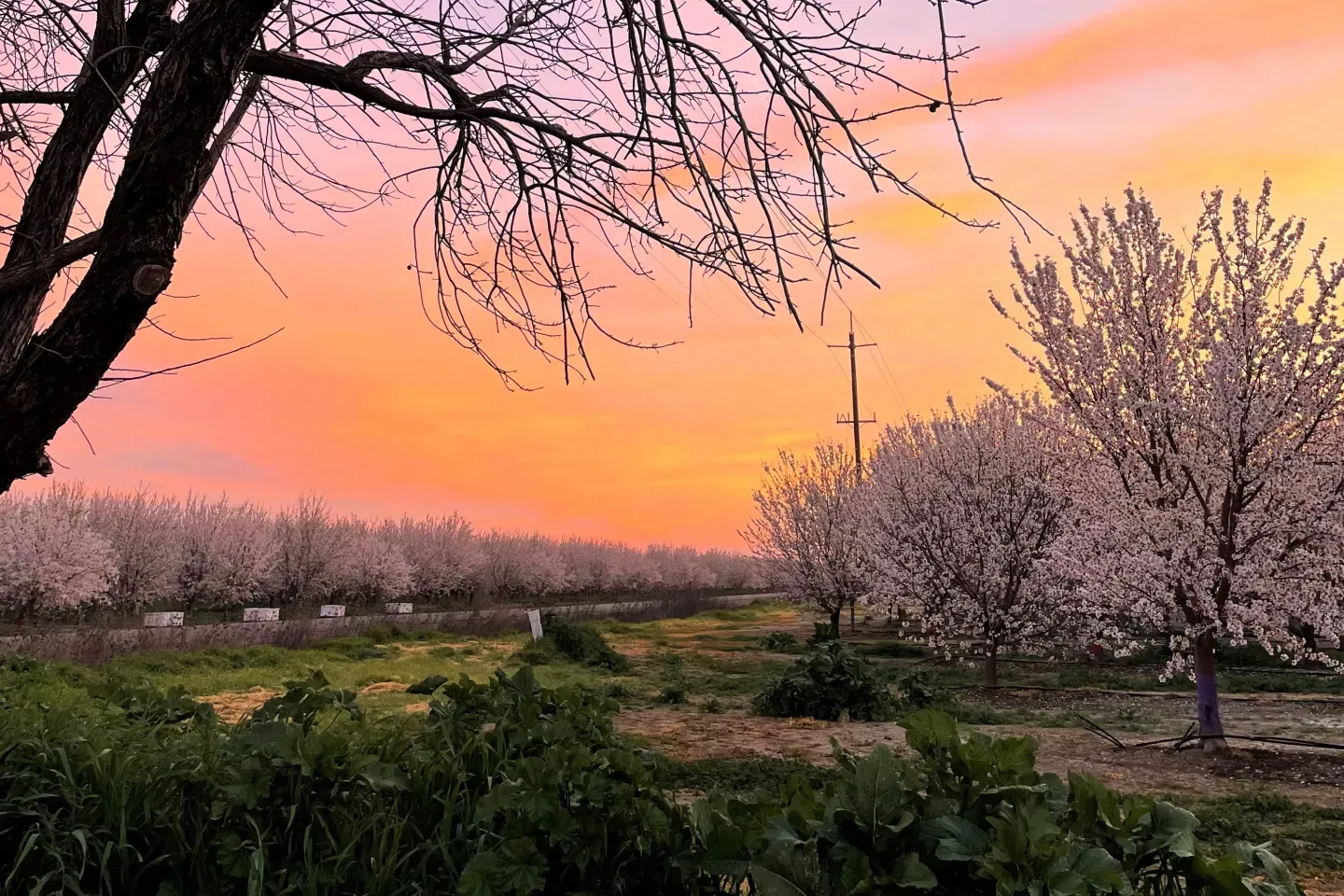Sunset over field