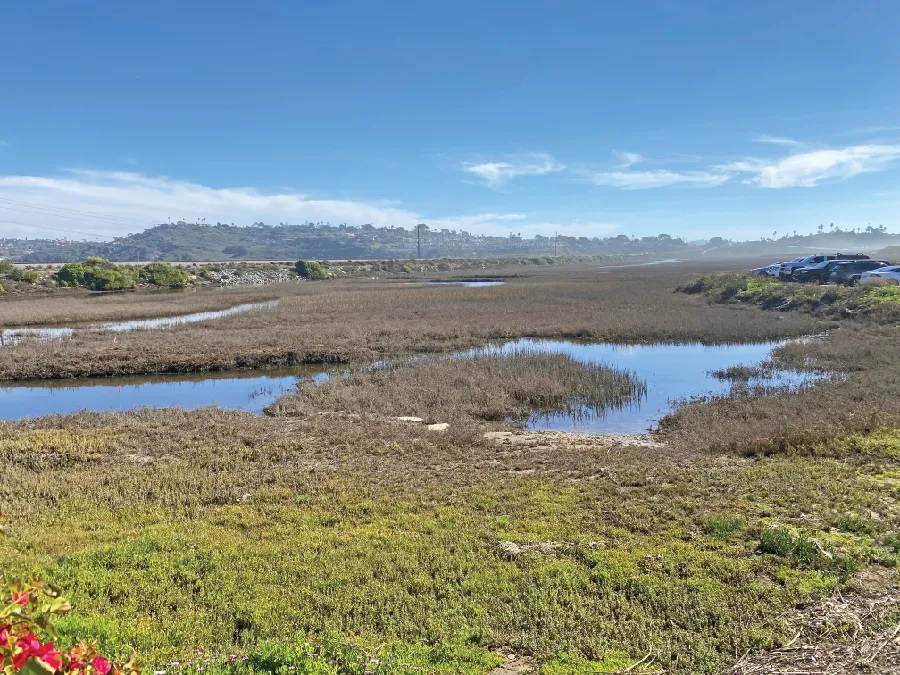A wide view of a marshland with winding channels of water and low-lying vegetation under a bright blue sky with wispy white clouds. There is a small cluster of red flowers in the foreground, and a low mountain range in the background.A wide view of a marshland with winding channels of water and low-lying vegetation under a bright blue sky with wispy white clouds. There is a small cluster of red flowers in the foreground, and a low mountain range in the background.