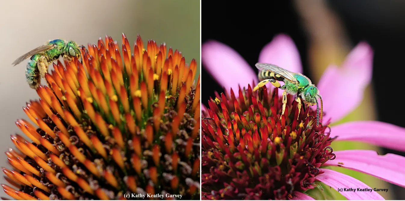 Metallic green sweat bees, Agapostemon texanus (female at left, and male at right).