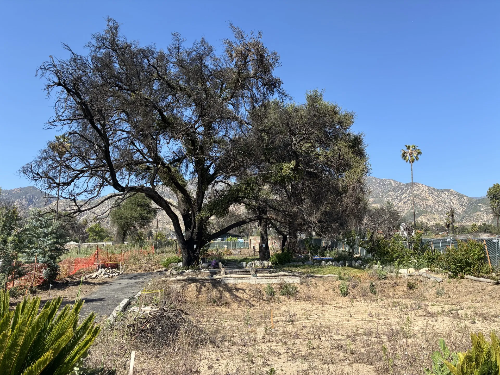 A burned oak tree towers over an Altadena backyard