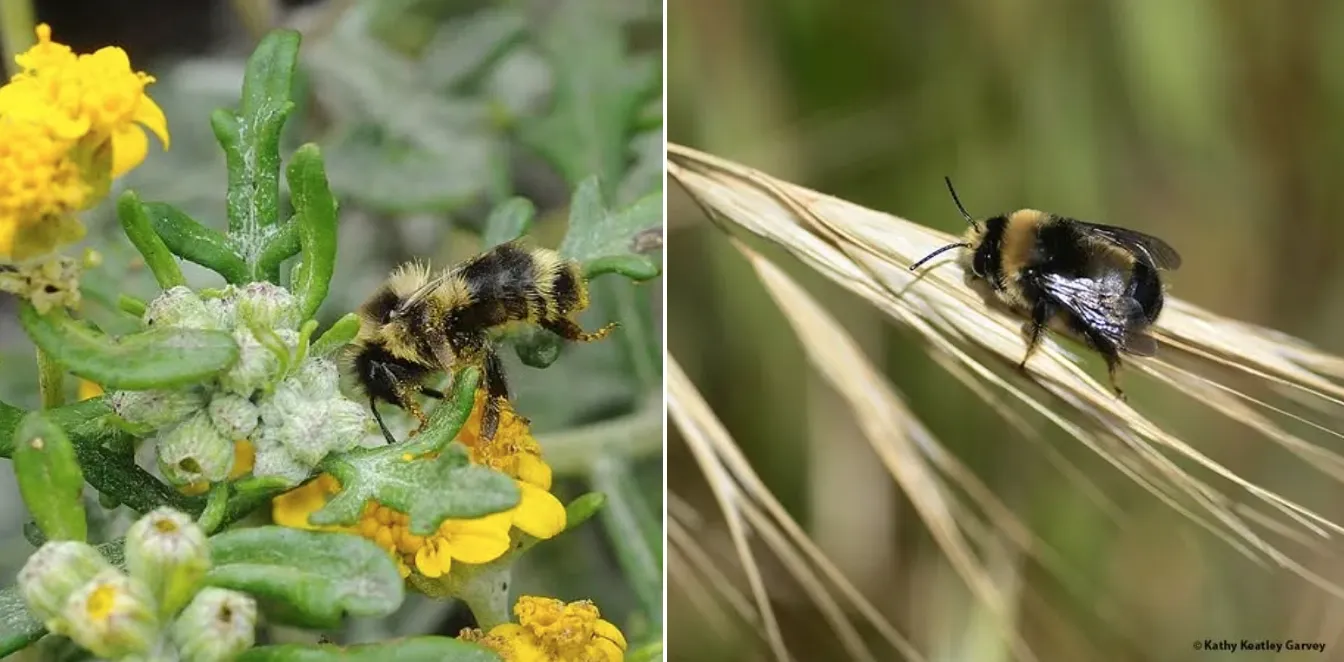 A bumble bee mimic, Anthophora bomboides standordiana (left), and a bumble bee, Bombus bifarius.