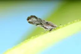 asian citrus disease