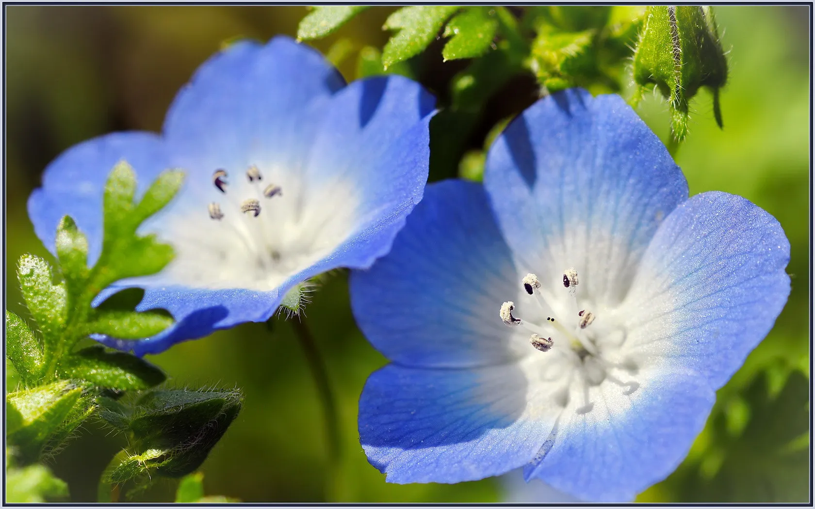 Close up of flowers of plant Baby Blue Eyes