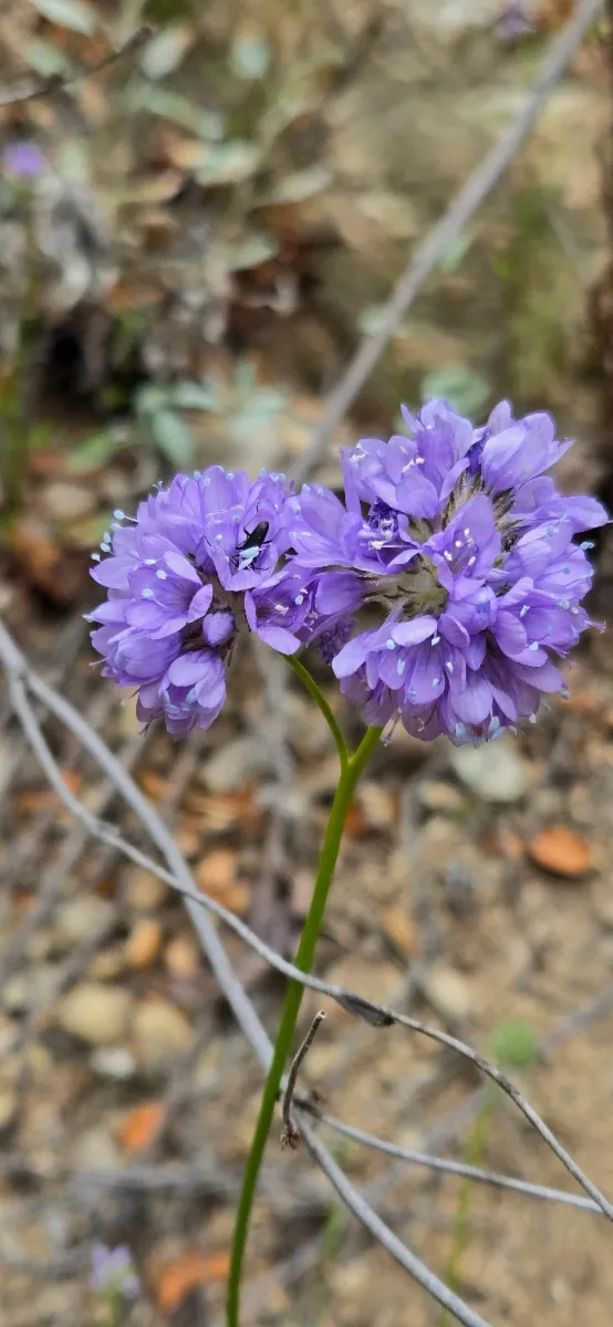 close up of a purple flower of the plant Blue Field Gilia 