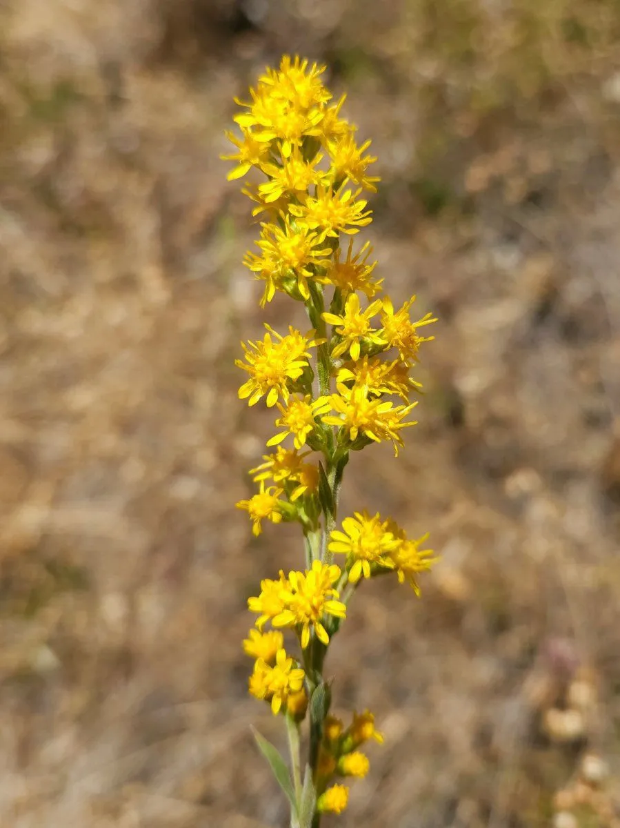 close up of California Goldenrod flower