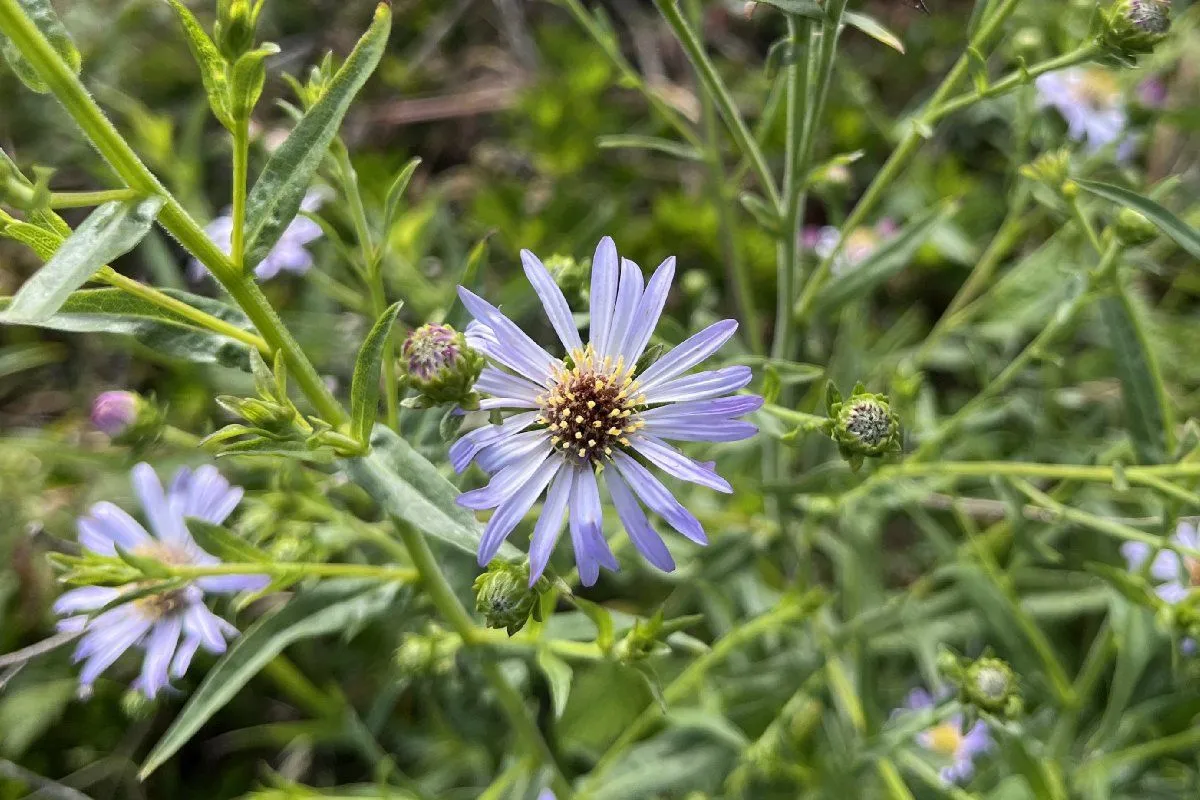 close up of the flower of California Aster