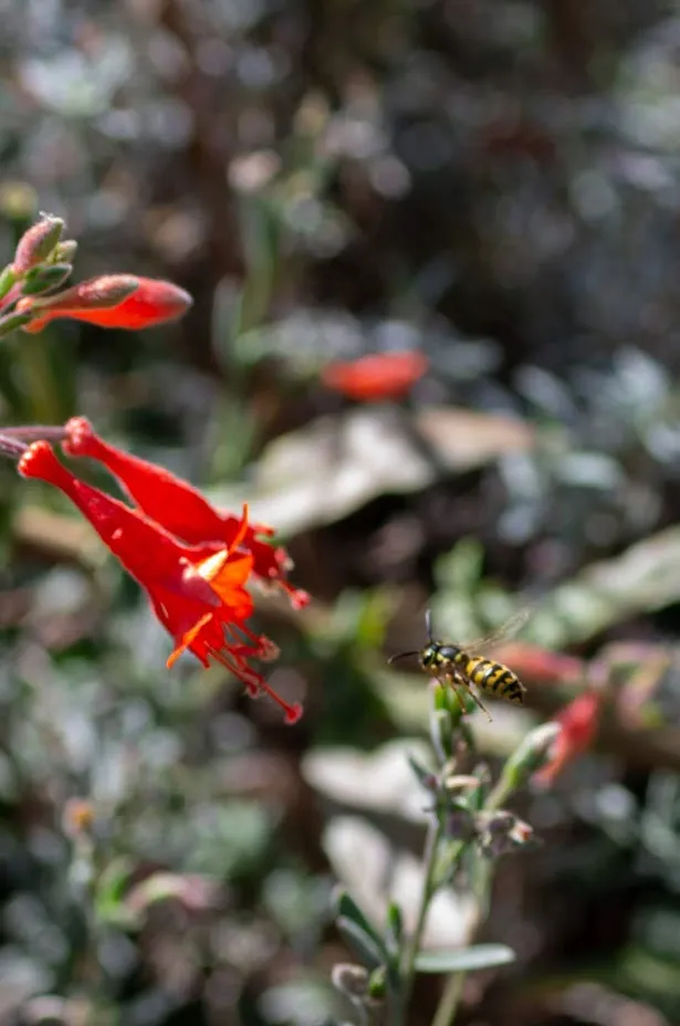 close up of California fuschia with a pollinator