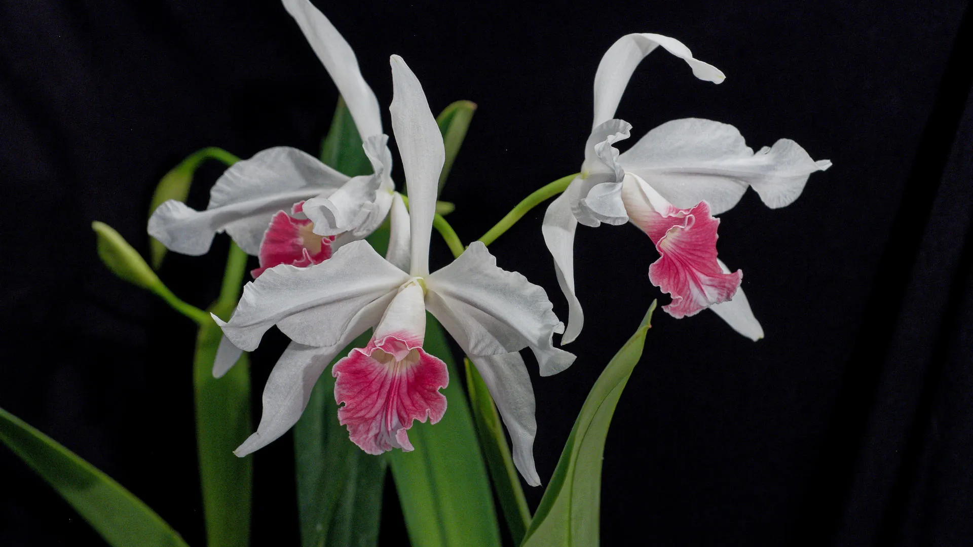 Cattleya orchid