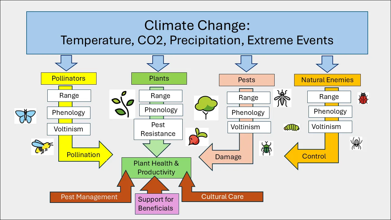 Flowchart of climate effects on insects and plants