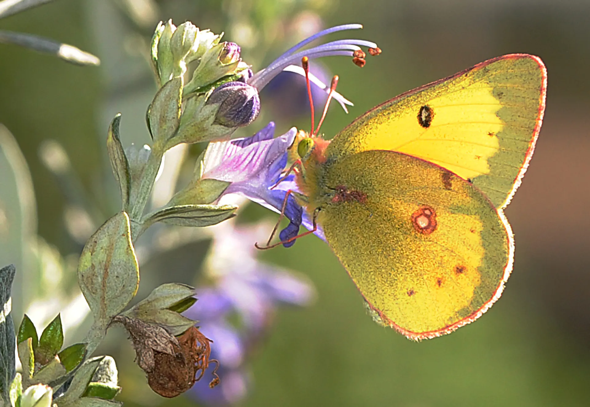 This is the orange sulphur butterfly, Colias eurytheme. (Photo by Kathy Keatley Garvey)
