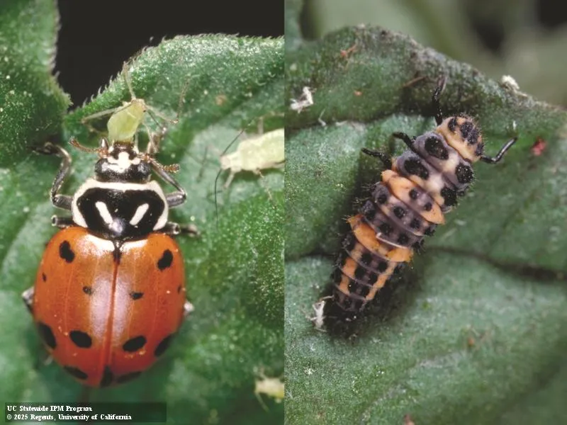 Convergent lady beetle adult on left and larvae on right