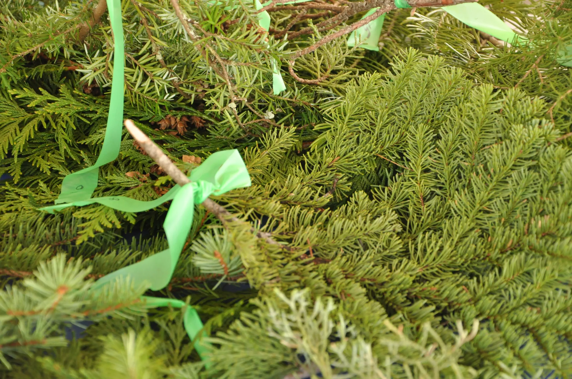 Conifer samples used for a CA Tree School class.