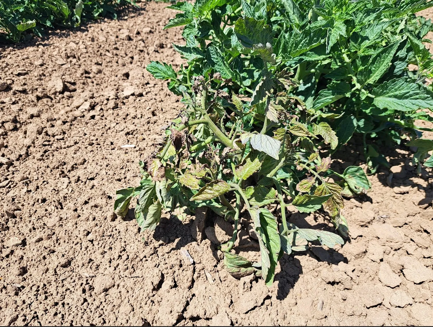 A stunted, chlorotic plant with bronzing and distortion on all leaves, next to a larger, greener normal plant