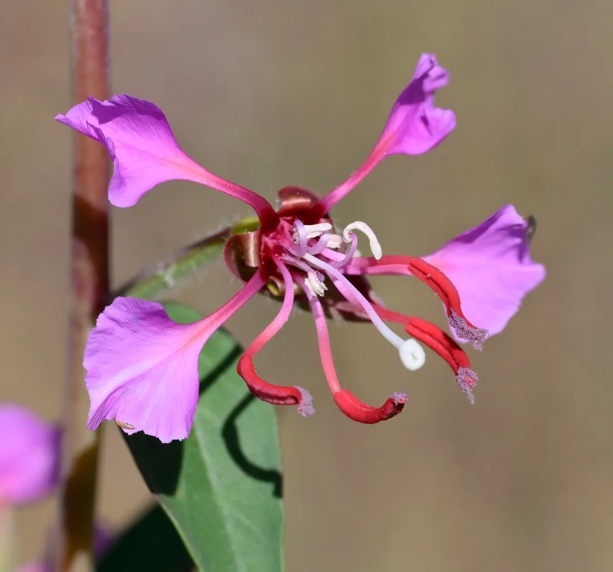 close up of elegant clarkia blossom
