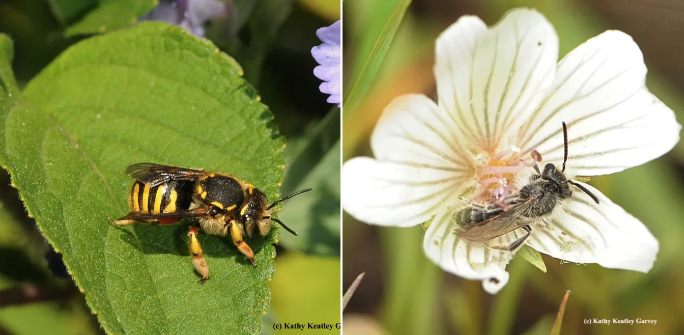 European wool carder bee and Andrena angustitarsata