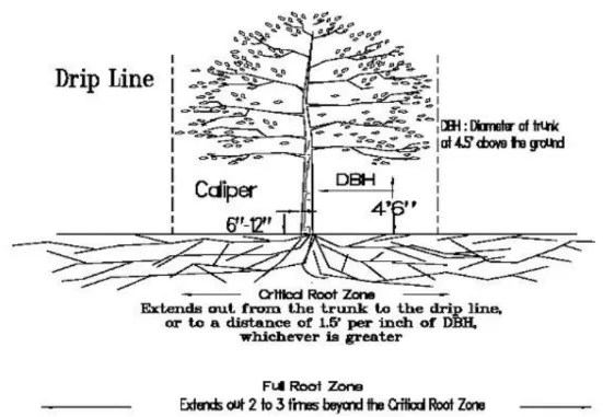 Illustration showing Full Root extending out 2 to 3 times the beyond the critical root zone.
