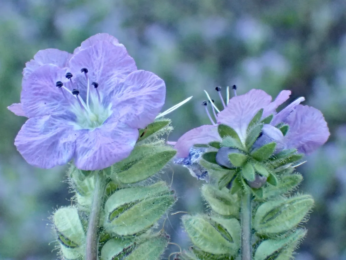close up of two phacelia blossoms