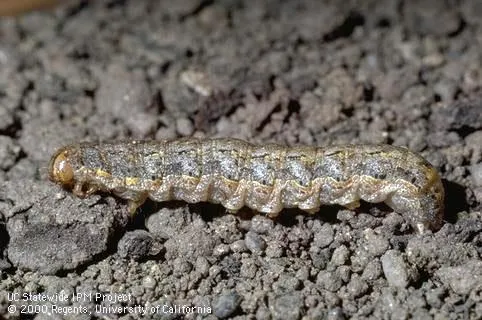 A cutworm larva scooting across a bare soil surface.