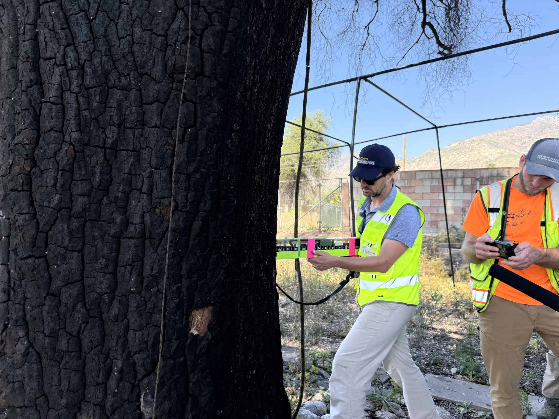 A person drills into a charred tree while another takes notes nearby