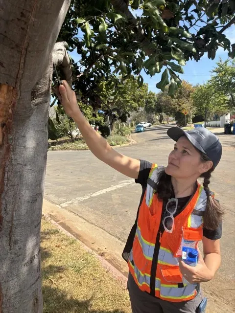 Edith de Guzmán raspa la corteza de un árbol en Pacific Palisades para revelar la capa verde de cámbium que se encuentra debajo.