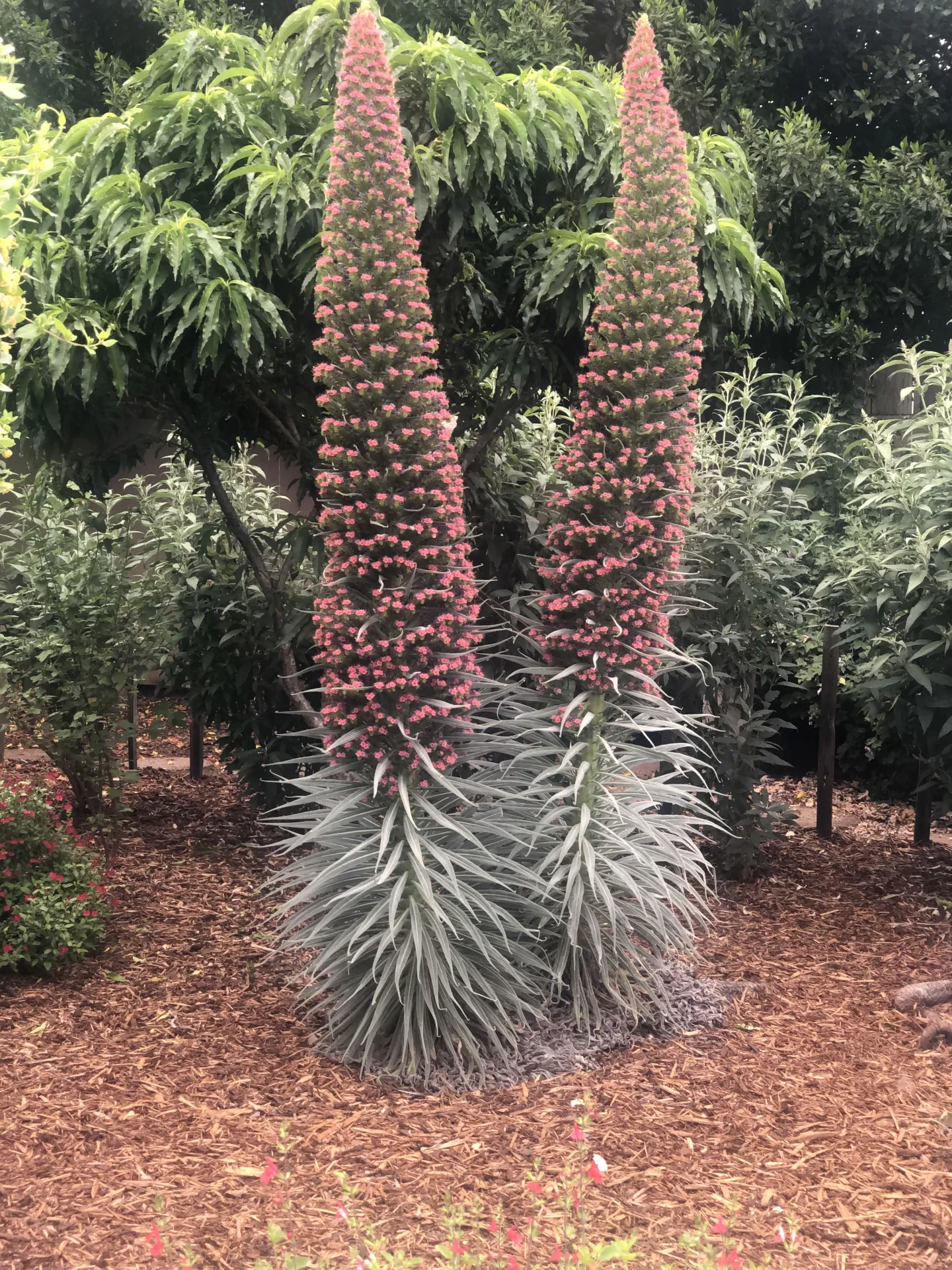 Two Towers of Jewels, Echium wildpretii, in a Vacaville pollinator garden. (Photo by Kathy Keatley Garvey)