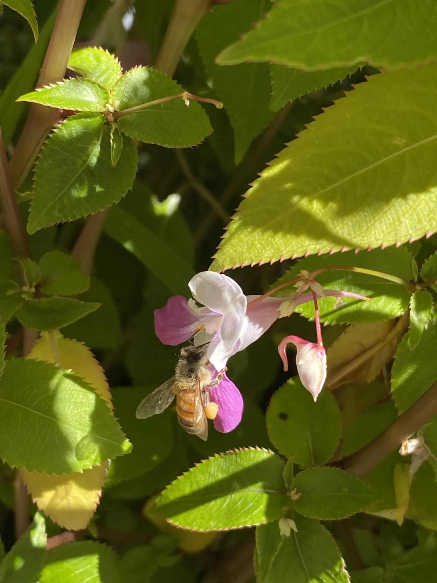 honey bee with pollen on leg on a flower