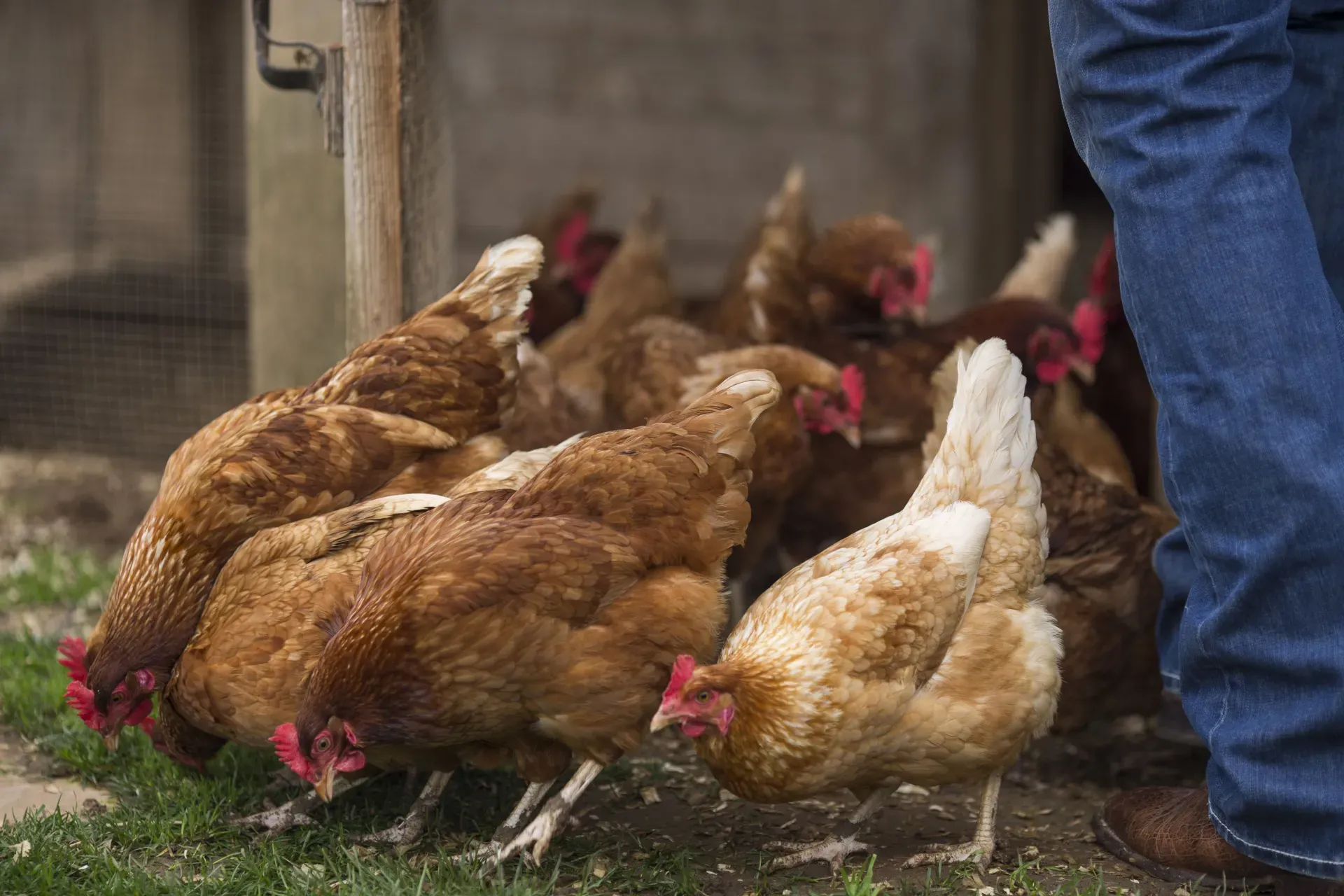 chickens