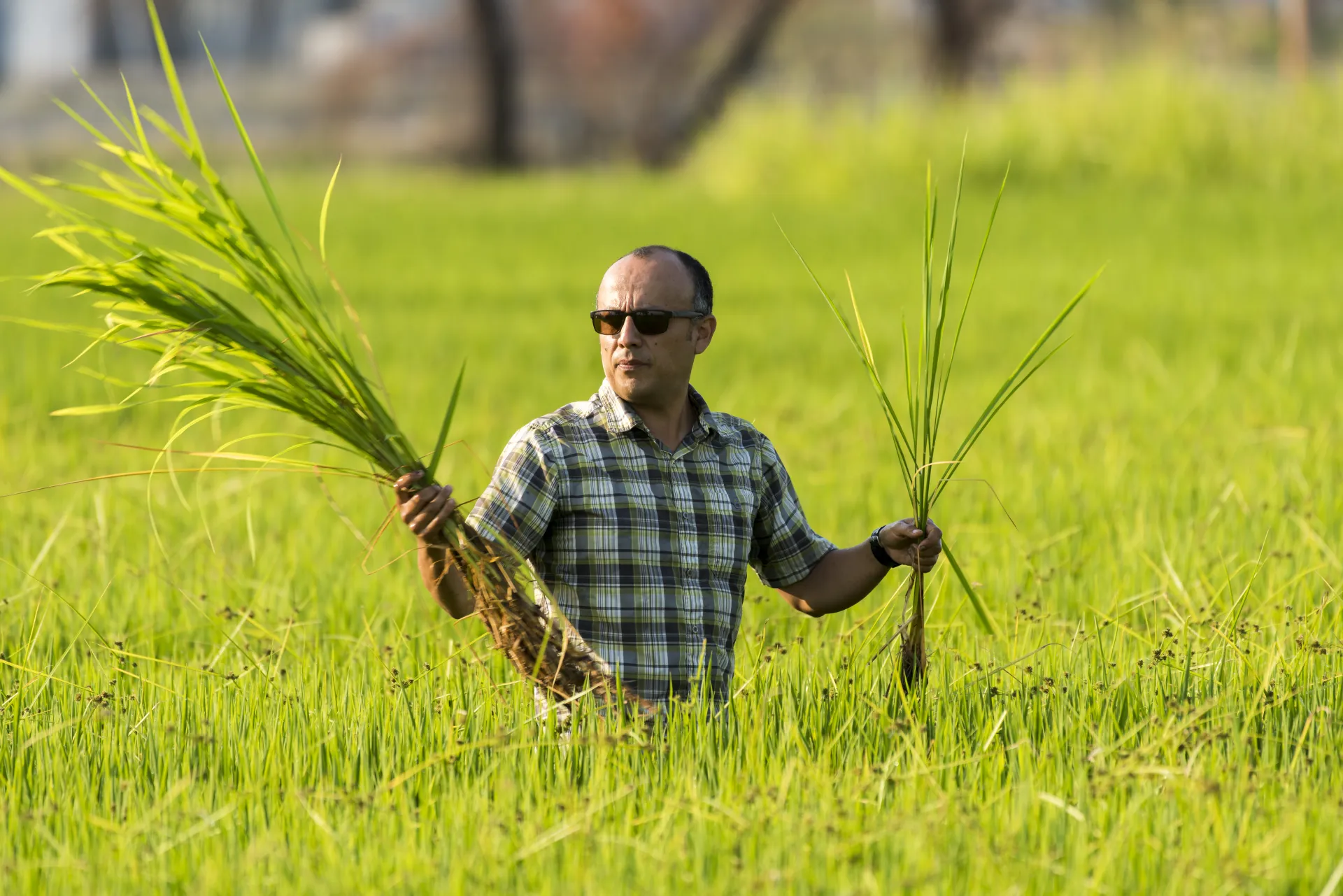 Luis Espino, Rice Advisor, standing in a rice field holding weedy rice plants in the air. 