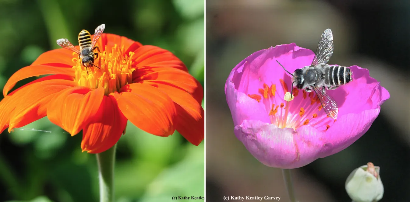 Two Megachile bees, a cosmopolitan group of solitary bees known as leafcutters.