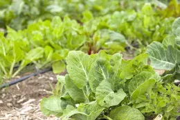 lettuce