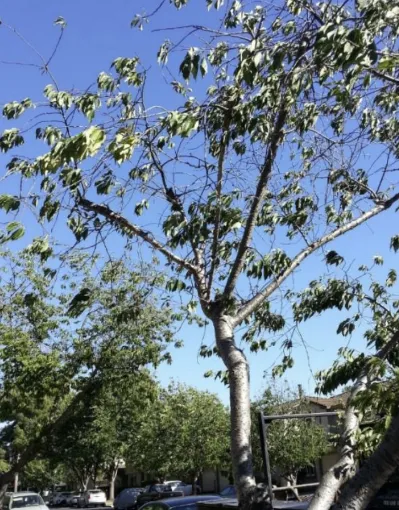 Ornamental cherry exhibiting drought stress, Concord, June 2015. Photo courtesy of Arti Kirch.