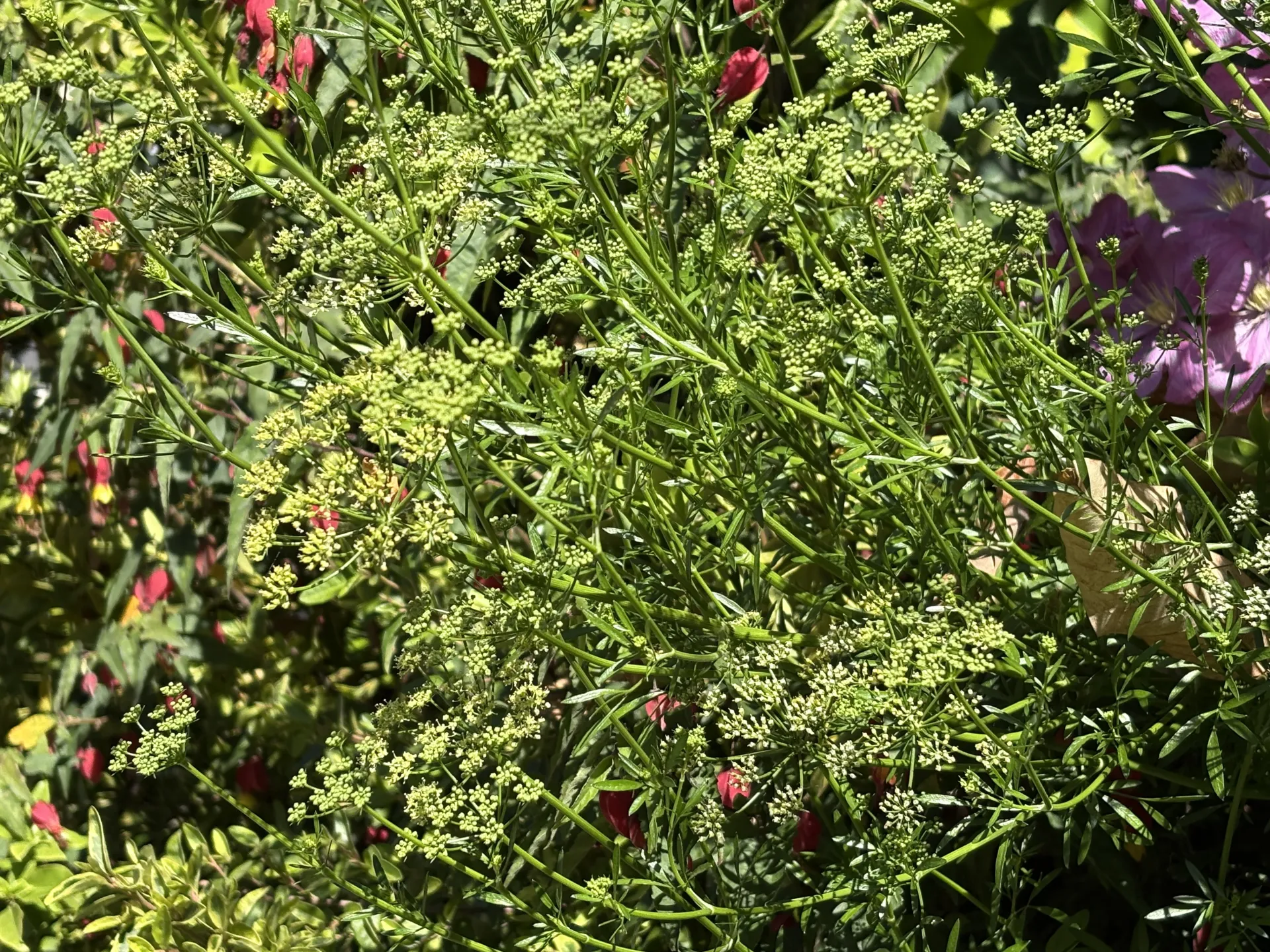 Parsley bolting and flowering