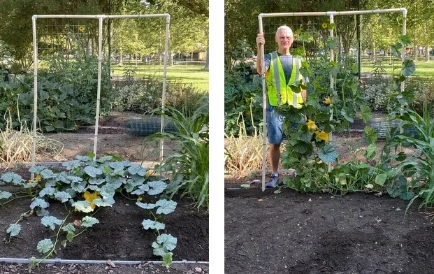 Two photos - one shows butternut squash growing on the ground, covering a lot of space. The other shows it trellised, freeing up more planting space.