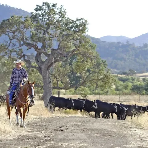 Man on a horse wrangling cows in a field